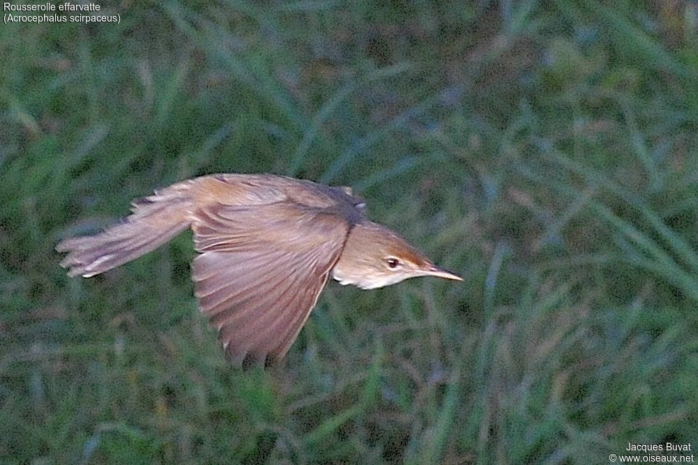 Common Reed Warbler male adult breeding