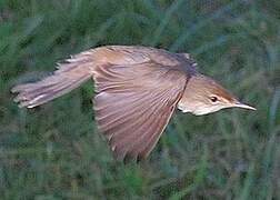 Eurasian Reed Warbler