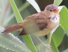 Eurasian Reed Warbler