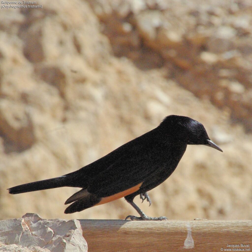 Tristram's Starling