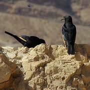 Tristram's Starling