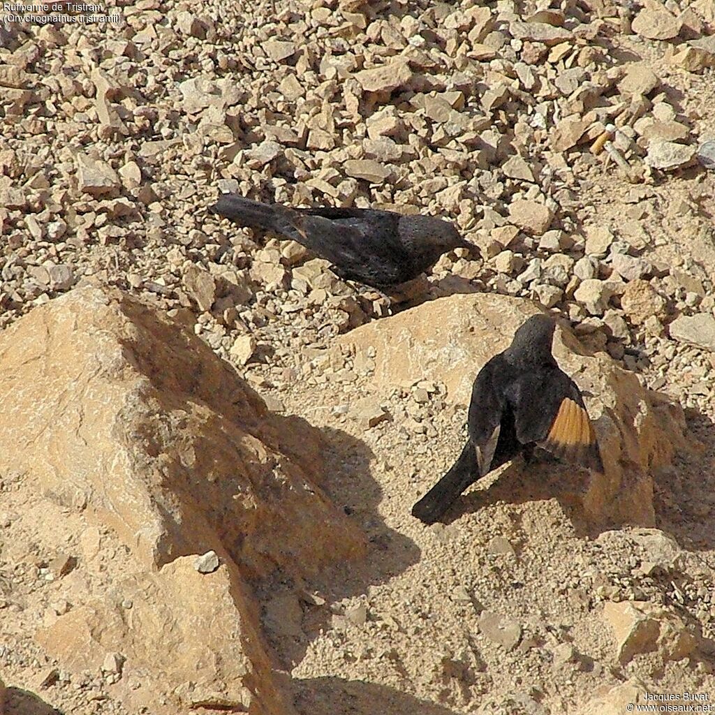 Tristram's Starling