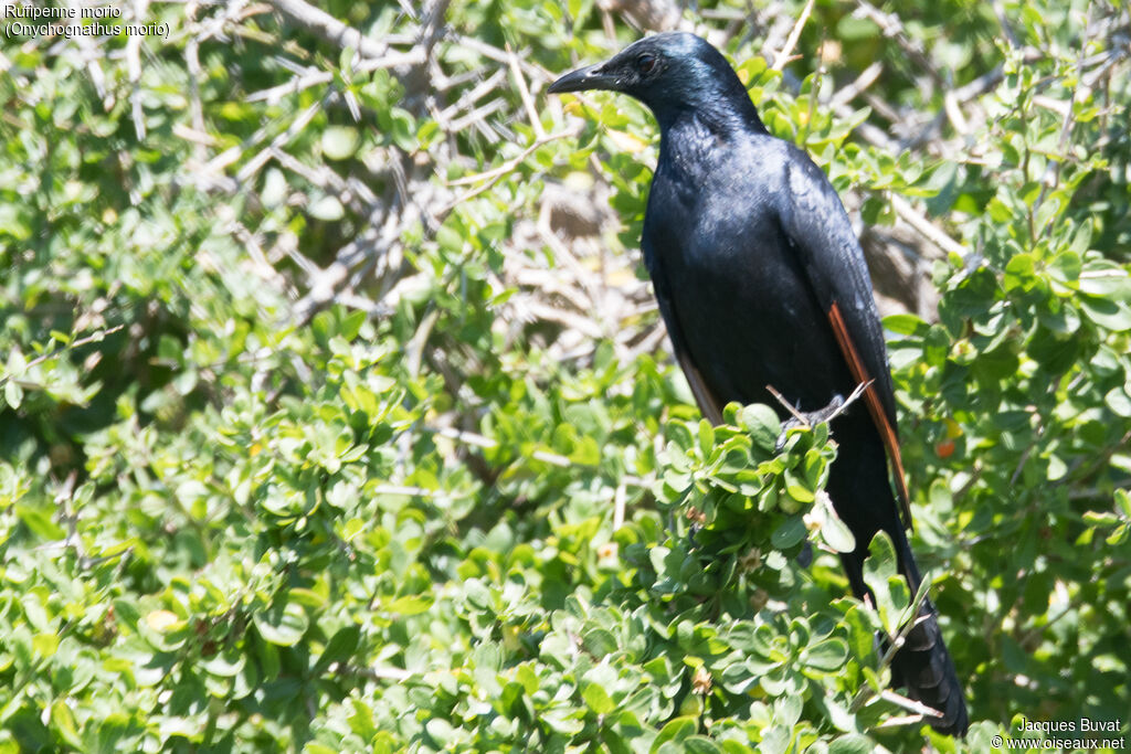 Red-winged Starling male adult