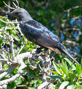 Red-winged Starling