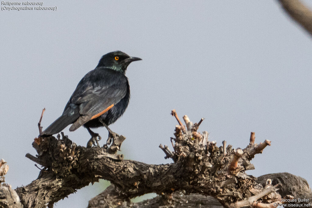 Pale-winged Starlingadult