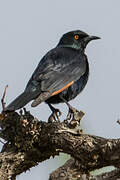 Pale-winged Starling