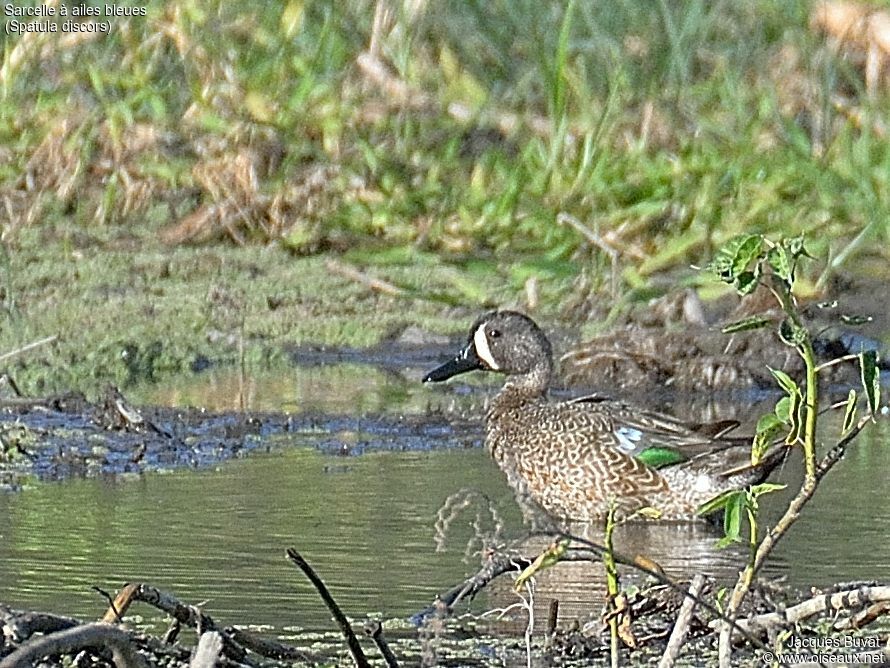 Blue-winged Teal male adult, habitat, aspect, pigmentation, eats