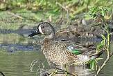 Sarcelle à ailes bleues