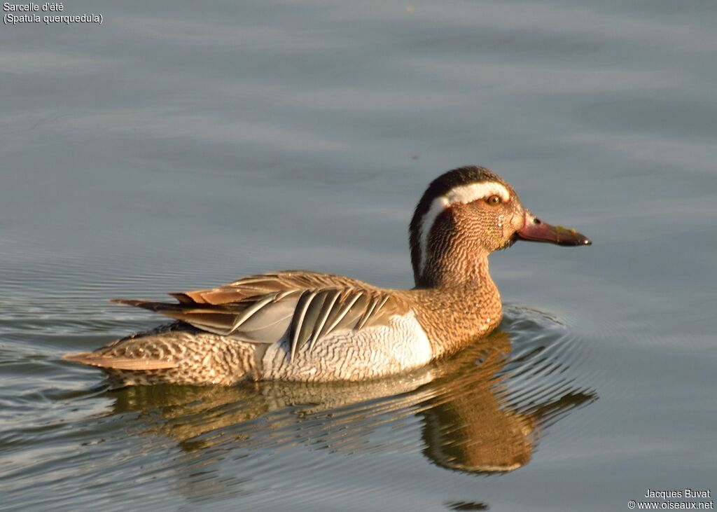 Garganey male adult breeding, identification, close-up portrait, aspect, pigmentation, swimming