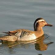 Garganey