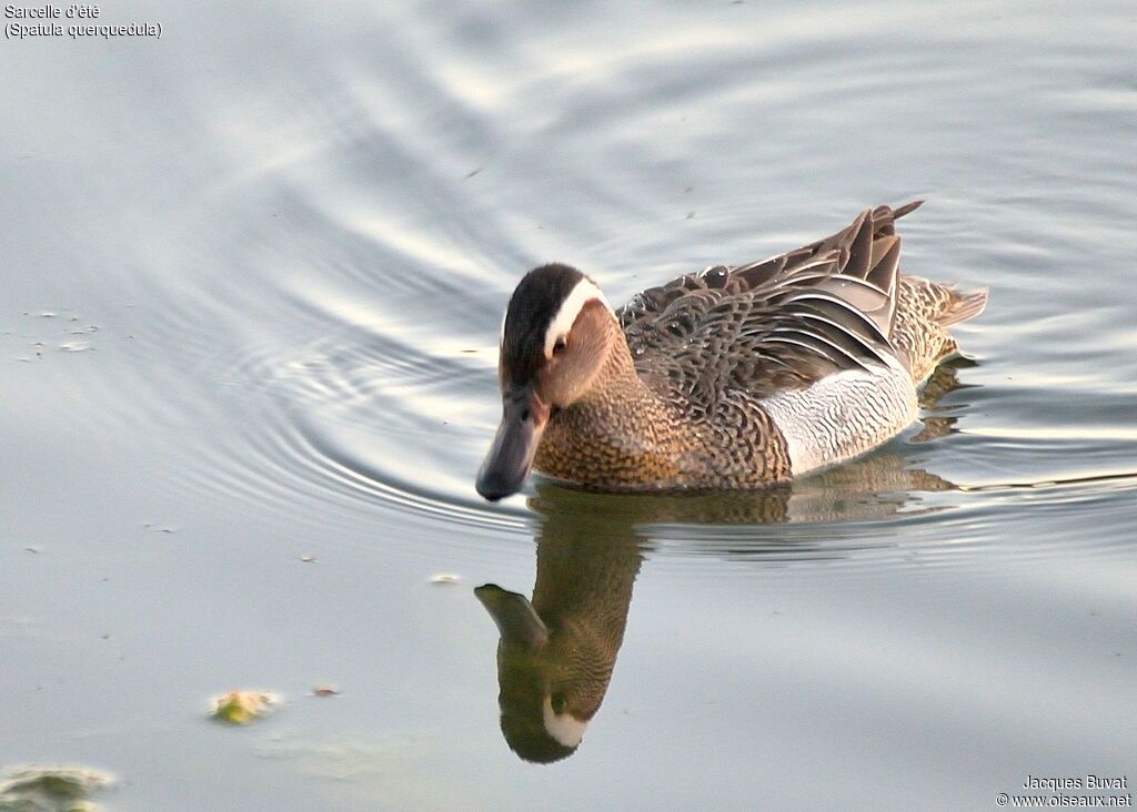 Garganey male adult breeding, identification, close-up portrait, aspect, pigmentation, swimming