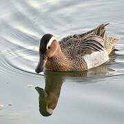 Garganey