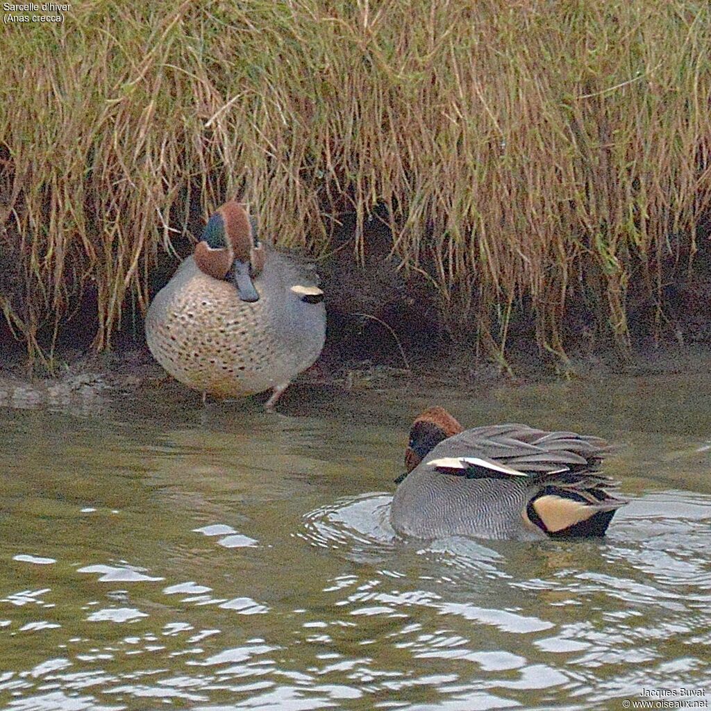 Eurasian Teal male adult breeding, identification, aspect, pigmentation, swimming