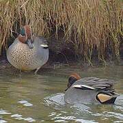 Eurasian Teal