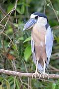 Boat-billed Heron