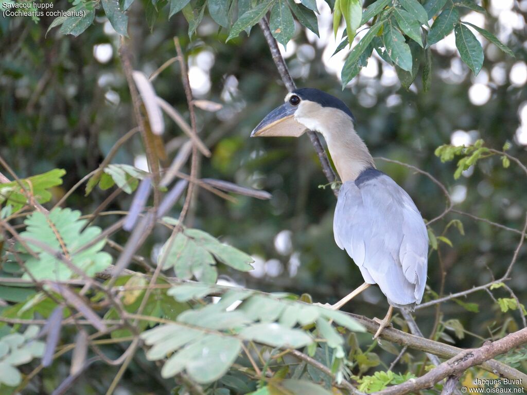 Boat-billed Heronadult, identification, aspect, pigmentation