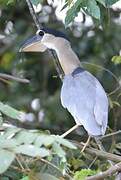 Boat-billed Heron