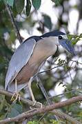 Boat-billed Heron