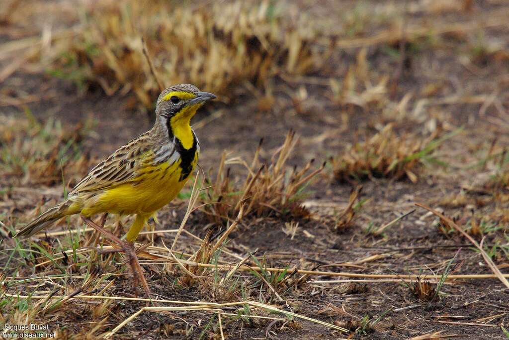 Yellow-throated Longclawadult, walking