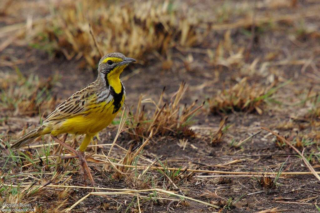 Yellow-throated Longclawadult