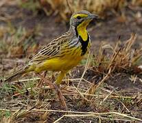 Yellow-throated Longclaw