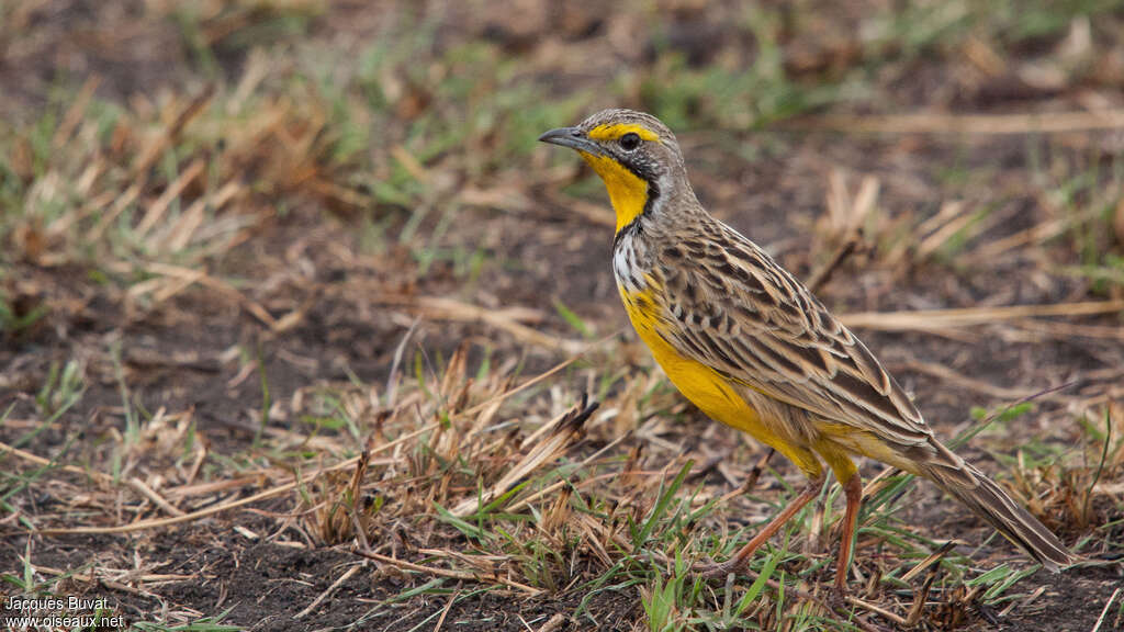 Yellow-throated Longclawadult breeding, close-up portrait, aspect