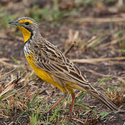 Yellow-throated Longclaw