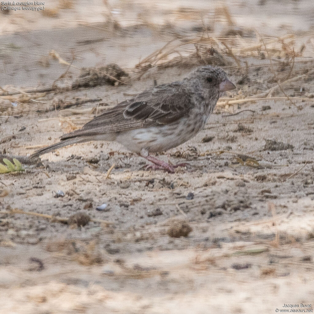 White-rumped Seedeateradult, aspect, pigmentation