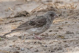 White-rumped Seedeater