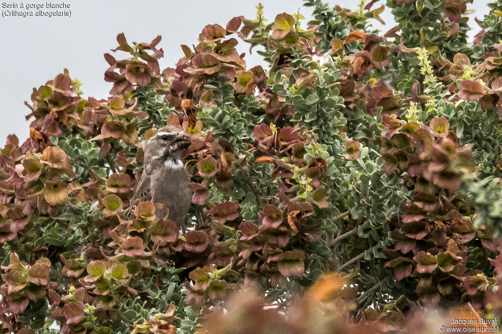 White-throated Canaryadult