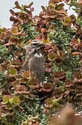 White-throated Canary