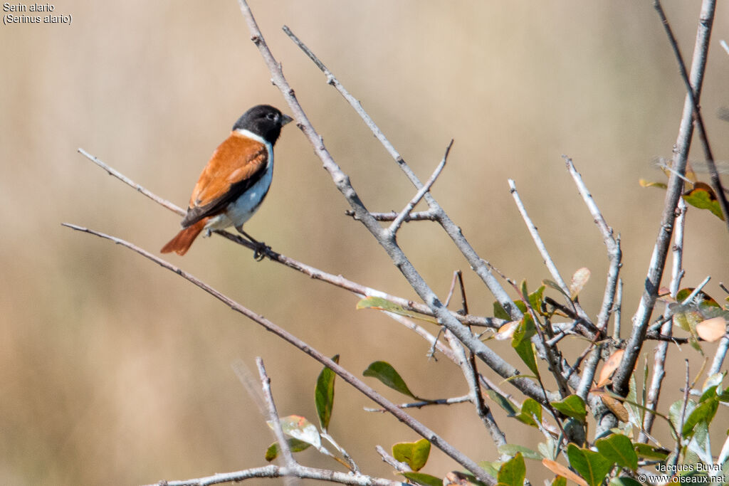 Serin alario mâle adulte