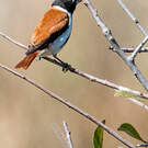 Serin alario
