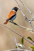 Black-headed Canary