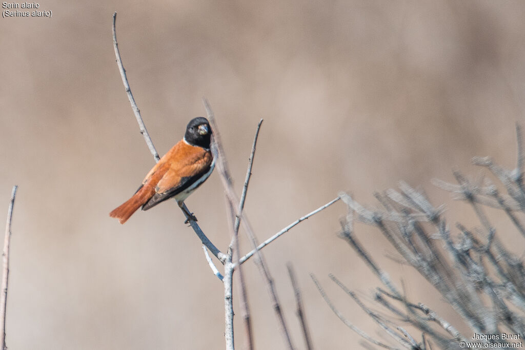 Black-headed Canary male adult