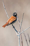 Black-headed Canary