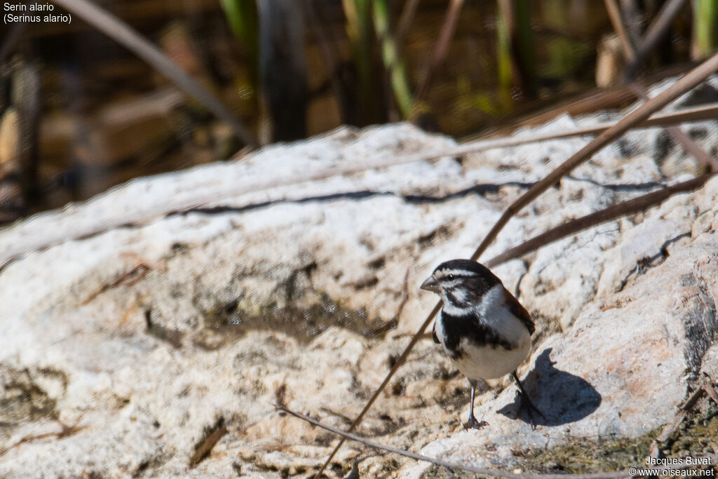 Black-headed Canaryadult