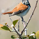Serin alario