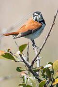 Black-headed Canary