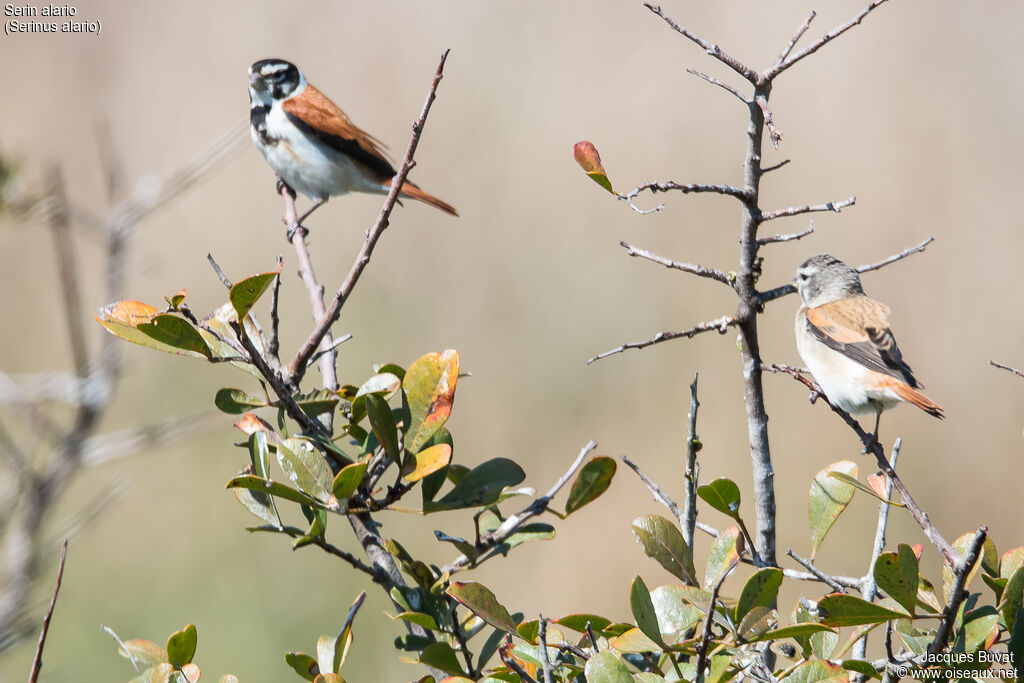 Black-headed Canaryadult