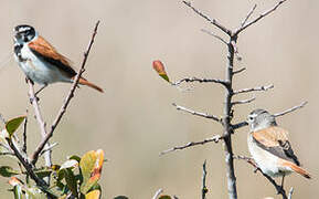 Black-headed Canary