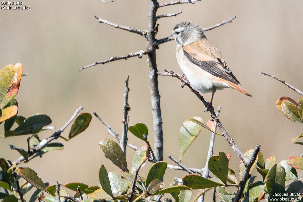 Black-headed Canary female adult