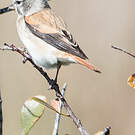 Serin alario