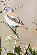 Black-headed Canary