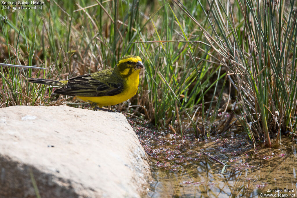 Serin de Sainte-Hélène mâle adulte