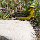 Serin de Sainte-Hélène