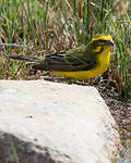 Serin de Sainte-Hélène