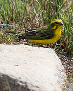 Yellow Canary