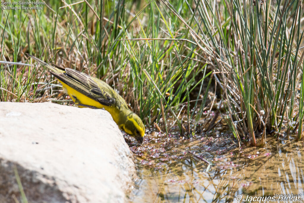 Serin de Sainte-Hélène mâle adulte