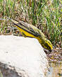 Serin de Sainte-Hélène